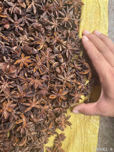 spice_4280530_3a2db12a_3.jpg