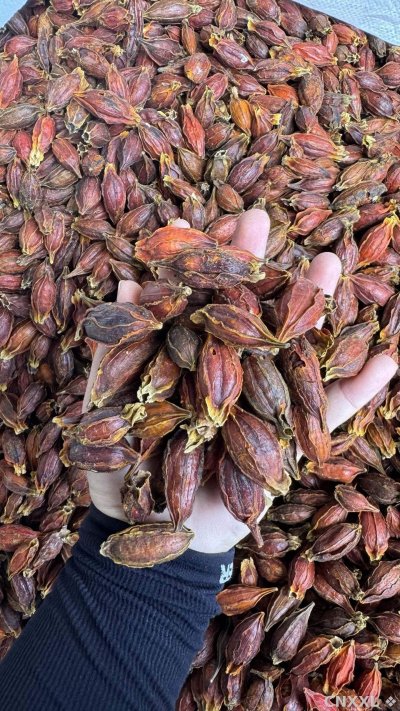 spice_4377495_376a0a5f_2.jpg