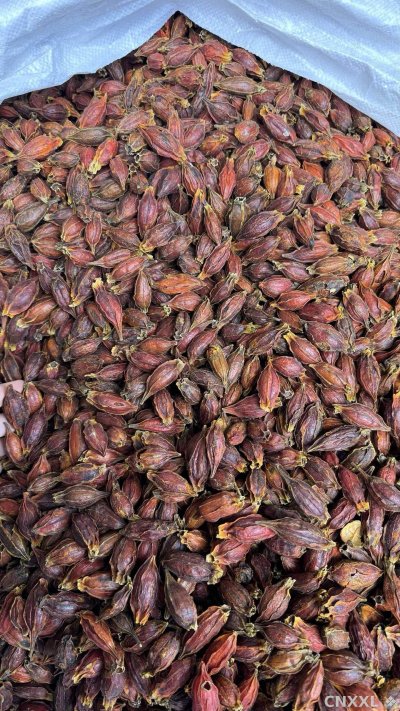 spice_4377495_ea756e5e_3.jpg