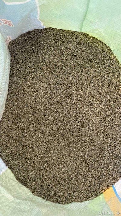 spice_4377502_e84be3f1_2.jpg