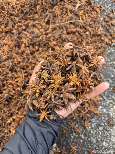 spice_4469501_60eadfb9_1.jpg