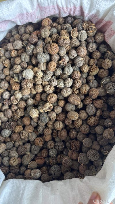 spice_4648511_e9379b56_3.jpg