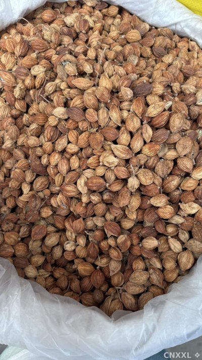 spice_4684344_007e11e6_3.jpg