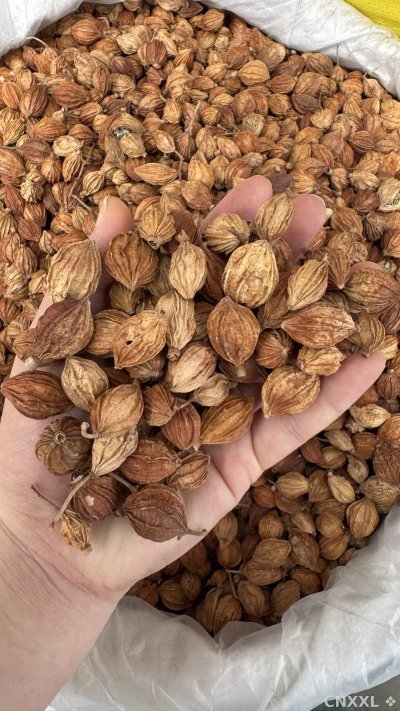 spice_4684344_9dc77374_1.jpg