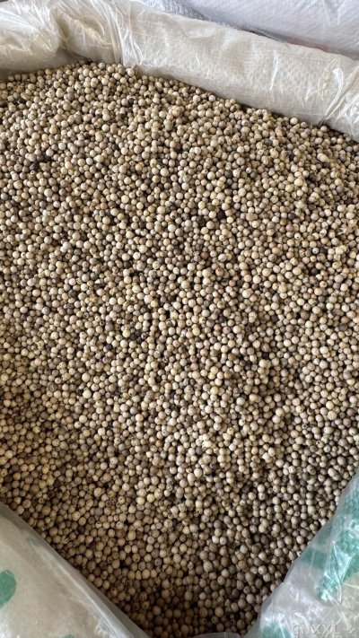 spice_4689462_52813449_3.jpg