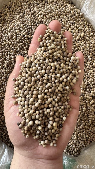 spice_4689462_c49394fd_2.jpg