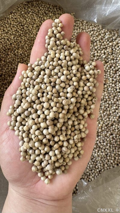 spice_4689463_0b8296cf_2.jpg