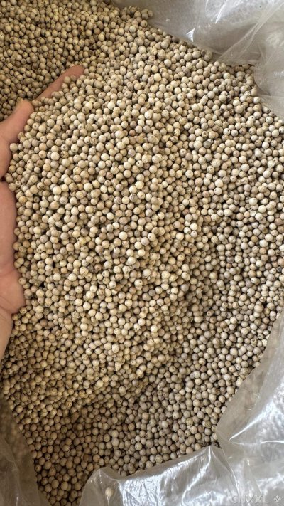 spice_4689463_1b1507ba_3.jpg