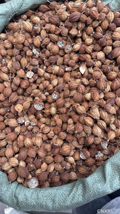 spice_4786705_23588872_2.jpg