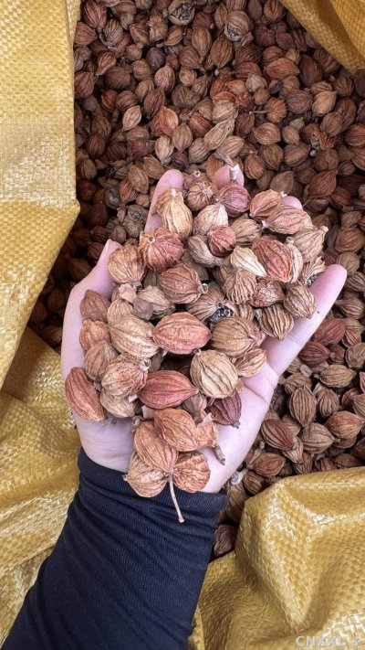 spice_4791828_103135ca_1.jpg