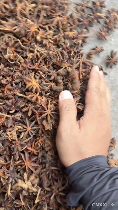 spice_4884173_b6410fdc_1.jpg