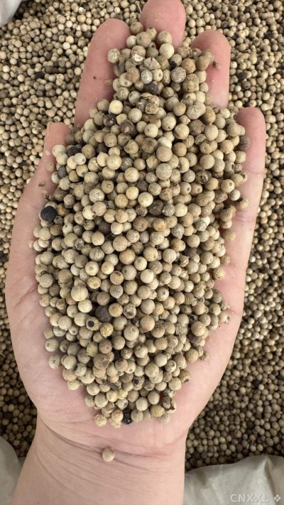 spice_507231_b7e8a224_2.jpg