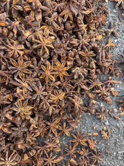 spice_5185629_f709d358_3.jpg