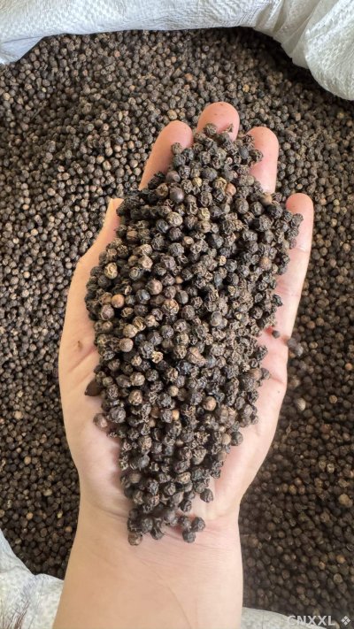 spice_5252363_9dc557e2_2.jpg