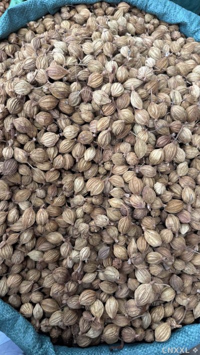 spice_852202_c64a61d4_3.jpg