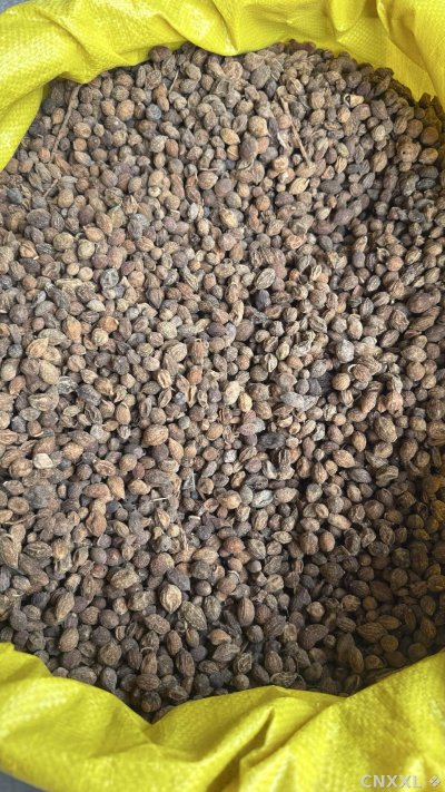 spice_857212_b21dd656_3.jpg