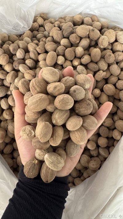 spice_8719_98f82170_2.jpg