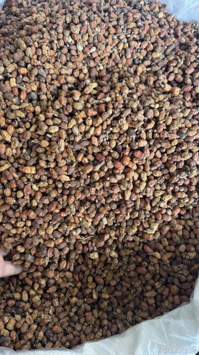 spice_8736_d6f07f97_3.jpg