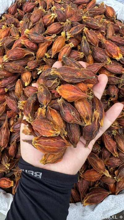 spice_14179_f1ef3ad0_2.jpg