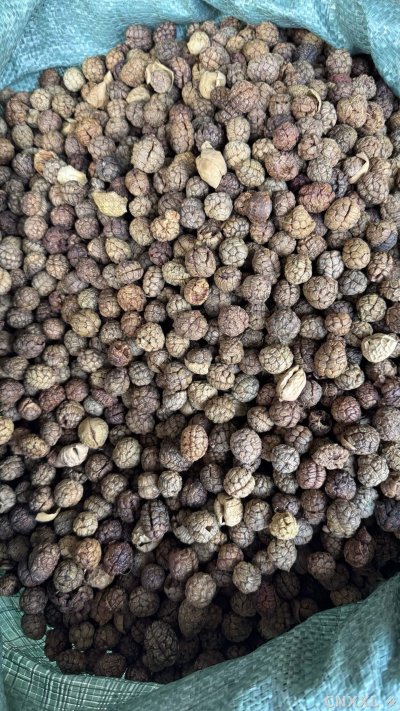 spice_14835_9930c8d4_2.jpg