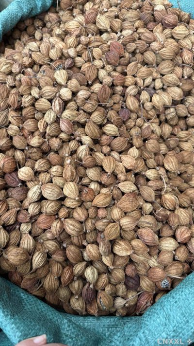spice_1785480_39c14020_3.jpg