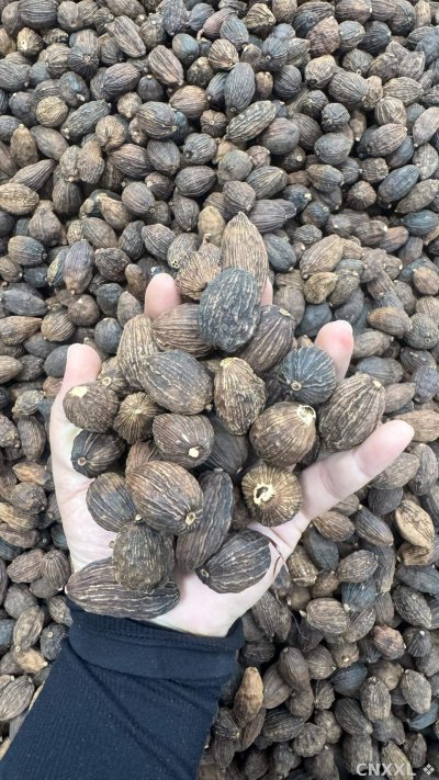 spice_1962390_0b90b39c_1.jpg