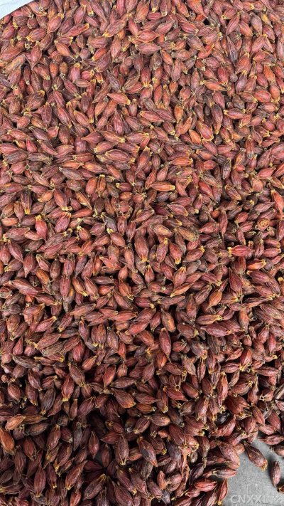 spice_22839_1bcf9f41_3.jpg