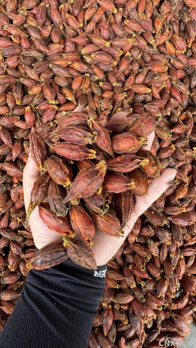 spice_22839_e9c3576b_2.jpg
