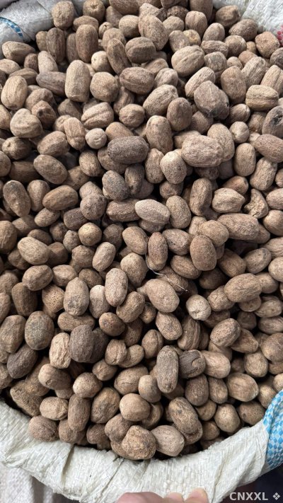 spice_23170_6e2221c0_3.jpg