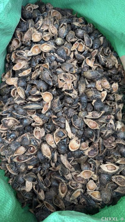 spice_25630_be3c3036_3.jpg
