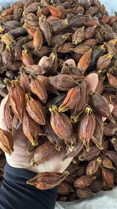 spice_4791823_7e0c6541_1.jpg
