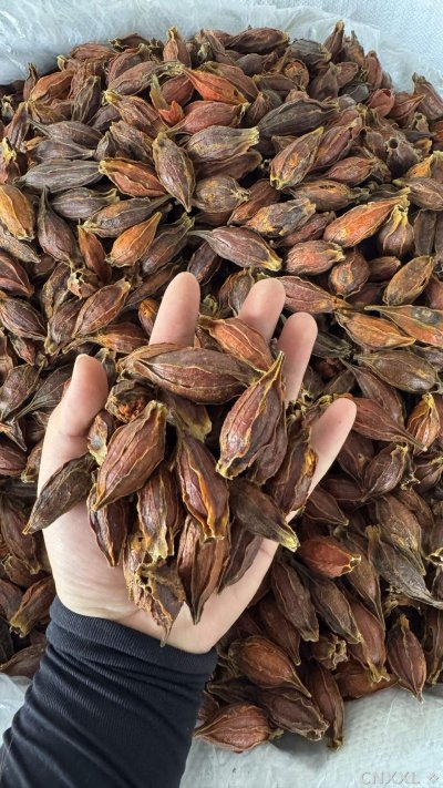 spice_4791823_b1c689f9_1.jpg