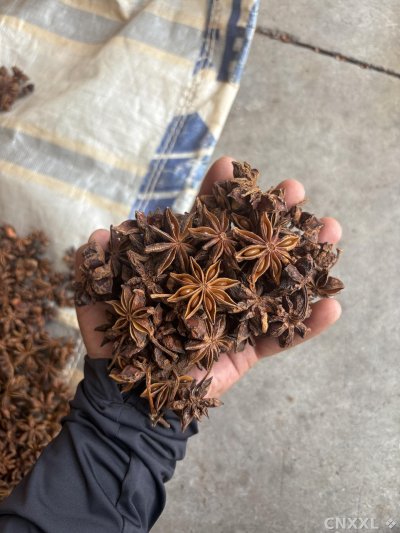 spice_5303694_e534ca20_2.jpg