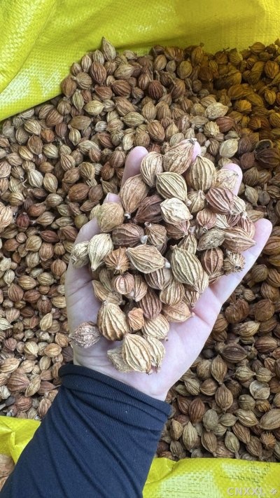 spice_5403312_1a059b64_1.jpg