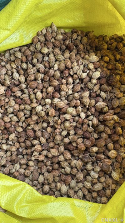 spice_5403312_c1f10481_3.jpg