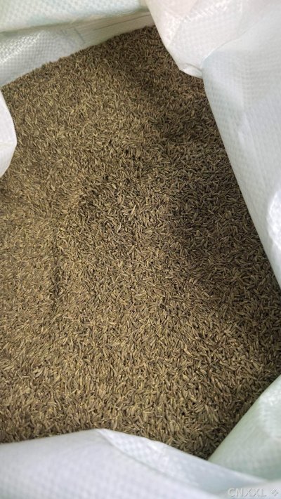 spice_5403315_c2c4206b_2.jpg