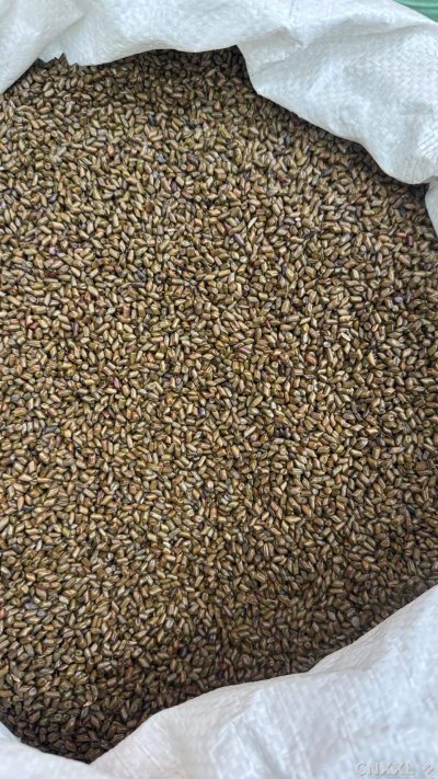 spice_5403319_85f94272_3.jpg