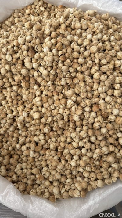 spice_5403320_ca5534e6_3.jpg