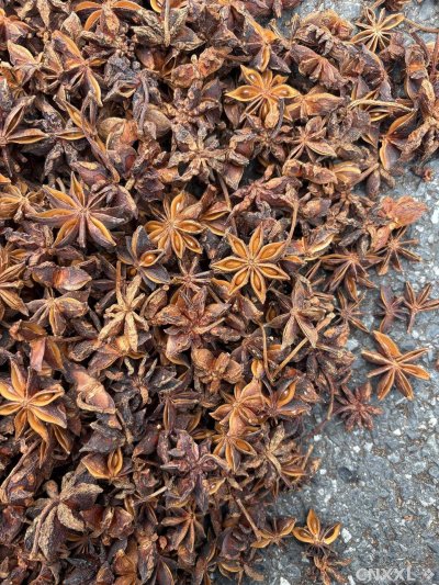 spice_5403335_d295540f_3.jpg