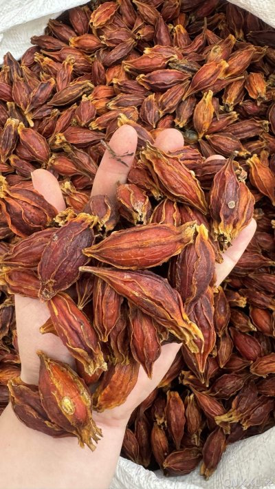 spice_5403638_abeb728a_1.jpg