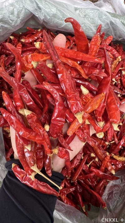 spice_5403660_34f8b8fb_1.jpg
