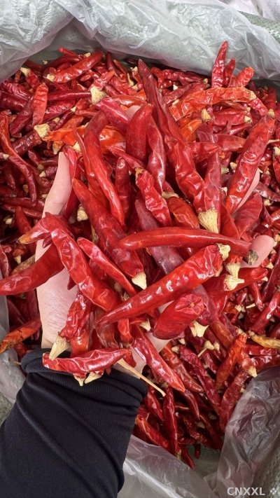 spice_5403660_44e4bc2f_2.jpg