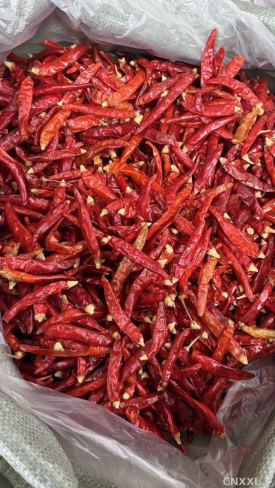 spice_5403660_e82b6dd8_3.jpg