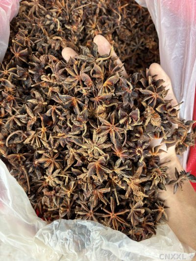 spice_5403794_496610e2_1.jpg