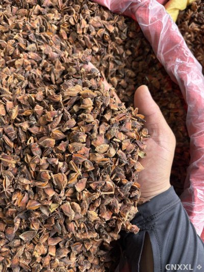 spice_5465075_b760421e_3.jpg