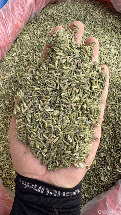 spice_5609302_a07d9567_2.jpg