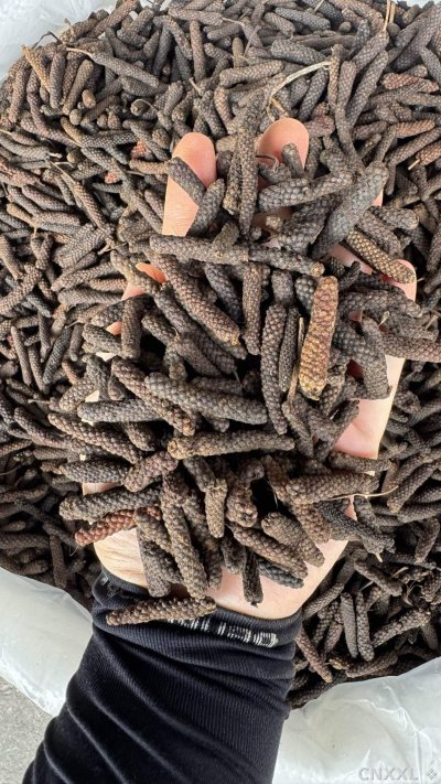spice_5609306_f5cc572f_1.jpg