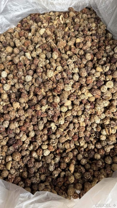 spice_5614453_6be23fc0_3.jpg