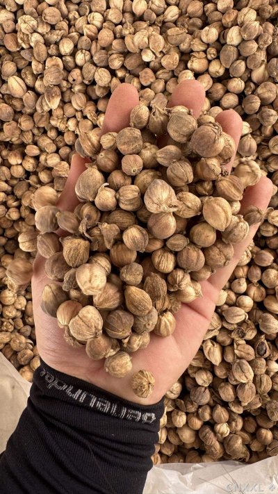 spice_5614465_de35f712_1.jpg