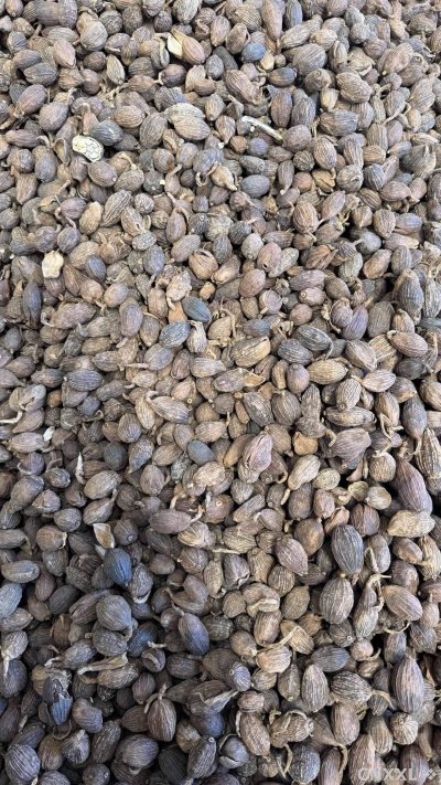 spice_5717538_1ccd0e02_3.jpg